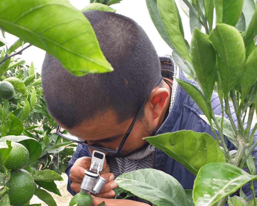 Ensayos de eficacia de plaguicidas de uso agrícola